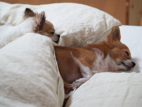 愛犬たちベッド