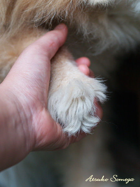 犬の手を握る
